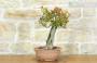 2 - Pre bonsai di Melograno (2)