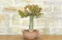 3 - Pre bonsai di Melograno (2)