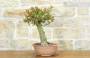4 - Pre bonsai di Melograno (2)
