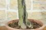 5 - Pre bonsai di Melograno (2)