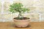 1 - Pre bonsai di Olmo Campestre (1)