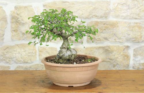 1 - Pre bonsai di Olmo Campestre (1)