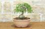 2 - Pre bonsai di Olmo Campestre (1)