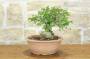 3 - Pre bonsai di Olmo Campestre (1)