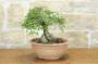 4 - Pre bonsai di Olmo Campestre (1)