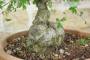 5 - Pre bonsai di Olmo Campestre (1)