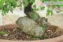 6 - Pre bonsai di Olmo Campestre (1)