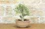 1 - Pre bonsai di Olmo Campestre (2)