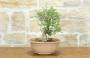 2 - Pre bonsai di Olmo Campestre (2)