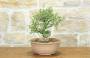 3 - Pre bonsai di Olmo Campestre (2)
