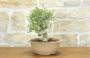 4 - Pre bonsai di Olmo Campestre (2)