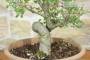 5 - Pre bonsai di Olmo Campestre (2)