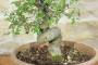 6 - Pre bonsai di Olmo Campestre (2)