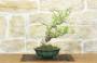 1 - Bonsai di Melo da fiore (4)