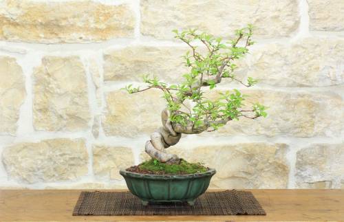 1 - Bonsai di Melo da fiore (4)