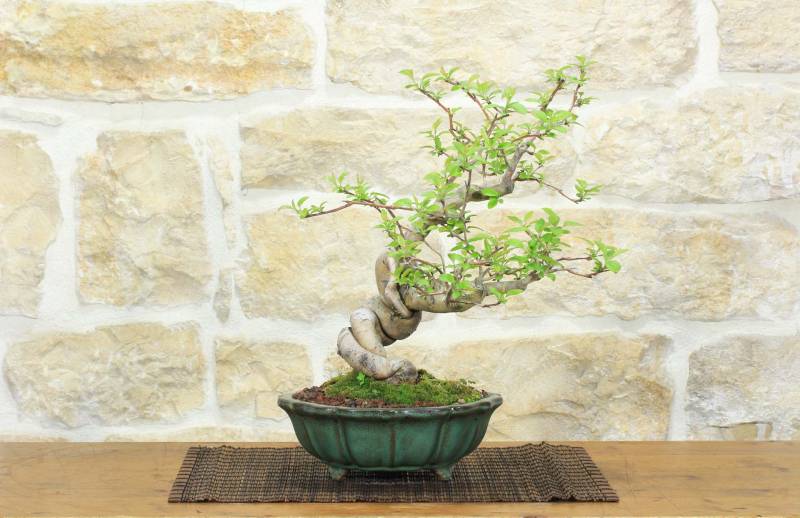 1 - Bonsai di Melo da fiore (4)