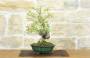 2 - Bonsai di Melo da fiore (4)