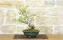 3 - Bonsai di Melo da fiore (4)