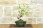 4 - Bonsai di Melo da fiore (4)