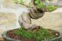 5 - Bonsai di Melo da fiore (4)