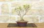 1 - Bonsai di Enkianthus (1)