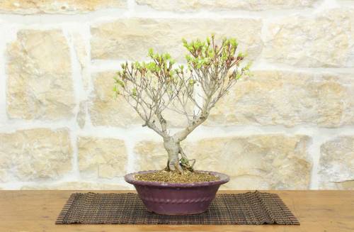 1 - Bonsai di Enkianthus (1)