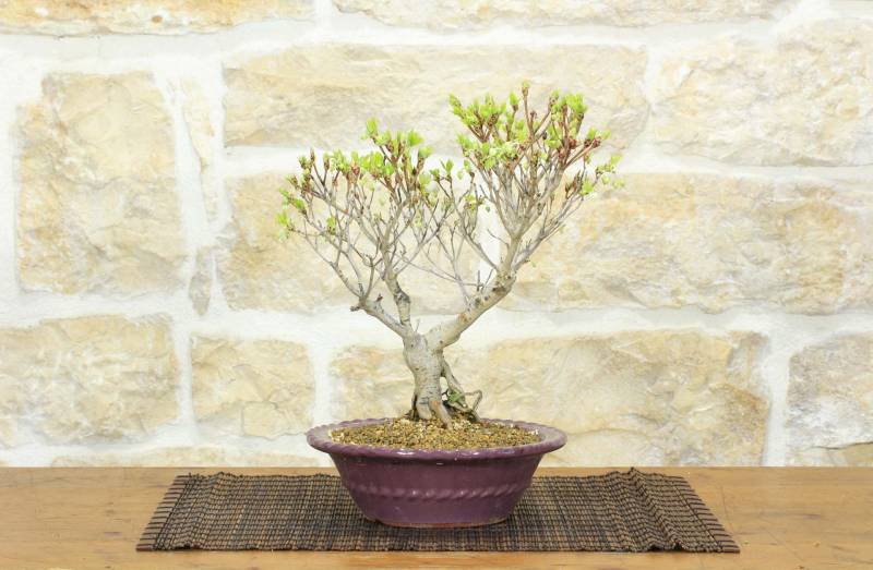 1 - Bonsai di Enkianthus (1)
