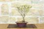 2 - Bonsai di Enkianthus (1)