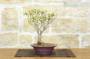 4 - Bonsai di Enkianthus (1)