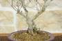5 - Bonsai di Enkianthus (1)