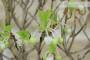 6 - Bonsai di Enkianthus (1)