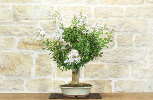 2 - Bonsai di Lagerstroemia (42)