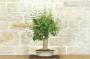 3 - Bonsai di Lagerstroemia (42)