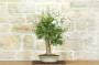 5 - Bonsai di Lagerstroemia (42)