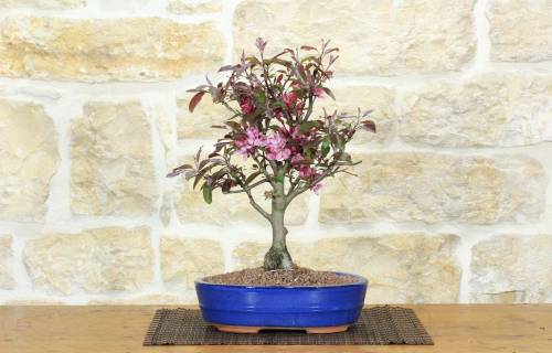 1 - Bonsai di Melo da fiore cinese (9)