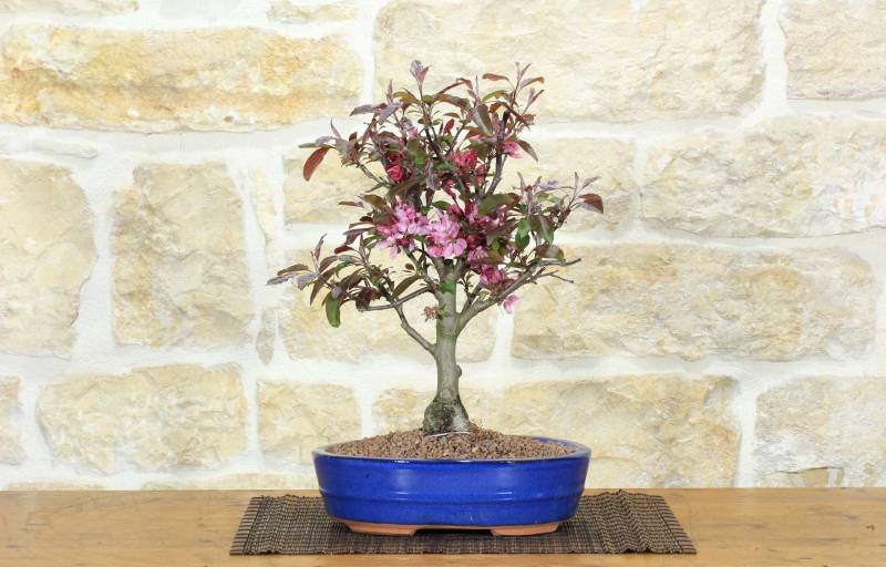 1 - Bonsai di Melo da fiore cinese (9)