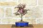 1 - Bonsai di Melo da fiore cinese (9)