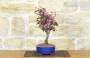 2 - Bonsai di Melo da fiore cinese (9)
