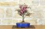 3 - Bonsai di Melo da fiore cinese (9)