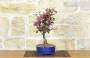 4 - Bonsai di Melo da fiore cinese (9)