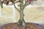 5 - Bonsai di Melo da fiore cinese (9)