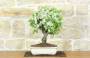 1 - Bonsai di Melo Micromalus (44)