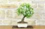 2 - Bonsai di Melo Micromalus (44)