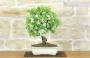 3 - Bonsai di Melo Micromalus (44)