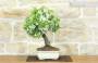 4 - Bonsai di Melo Micromalus (44)