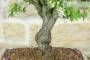 5 - Bonsai di Melo Micromalus (44)