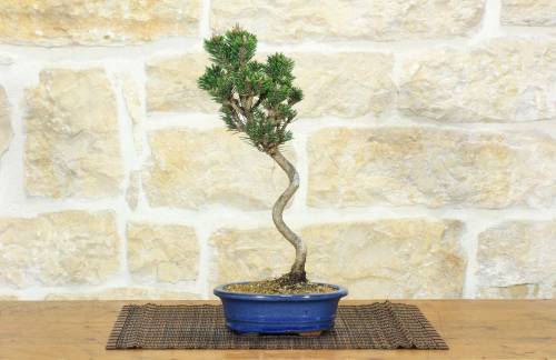 1 - Bonsai di Pino Nero Thunbergii Senjyumaru (71)