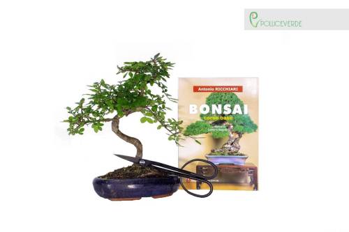 Kit Bonsai - Bonsai Olmo Cinese, Forbice rametti e libro Bonsai corso base