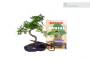 Kit Bonsai - Bonsai Olmo Cinese, Forbice rametti e libro Bonsai corso base