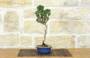 2 - Bonsai di Pino Nero Thunbergii Senjyumaru (71)